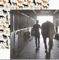 Horses Scrapbook Paper