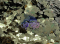 Loch Ness - Jumbo Glitter